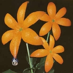 ��-ORANGE RANGE